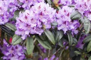 Rhododendron 'Blue Peter' - 40-50 CM C5 - image 5