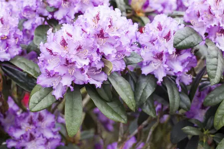 Rhododendron 'Blue Peter' - 5 Ltr pot - image 1