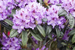 Rhododendron 'Blue Peter' - 5 Ltr pot - image 5