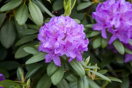 Rhododendron 'Blue Print' - 30-40 CM C5