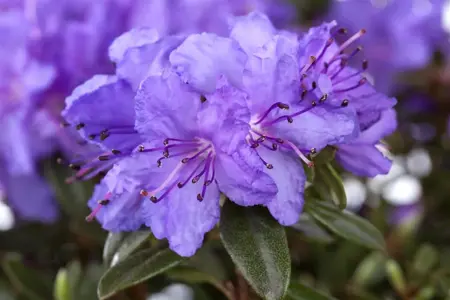 Rhododendron 'Blue Silver' - P12