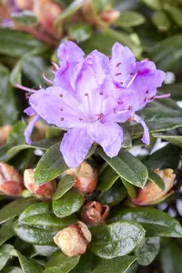 Rhododendron 'Blumeria'