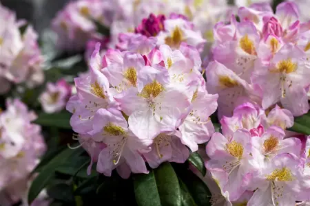 Rhododendron 'Brigitte' - 5 Ltr pot - image 1