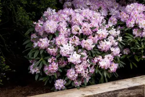 Rhododendron 'Brigitte' - 5 Ltr pot - image 2