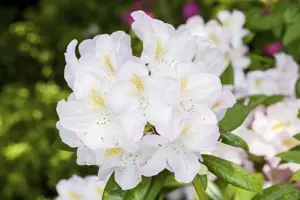 Rhododendron 'Brigitte' - 5 Ltr pot - image 3
