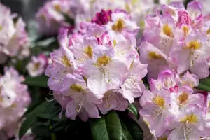 Rhododendron 'Brigitte'