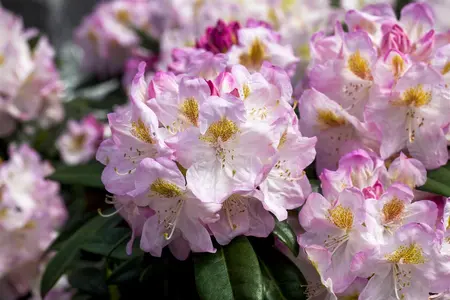 Rhododendron 'Brigitte' - 25-30 CM C5 - image 1