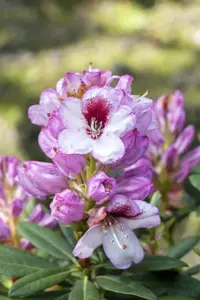 Rhododendron 'Cassata'