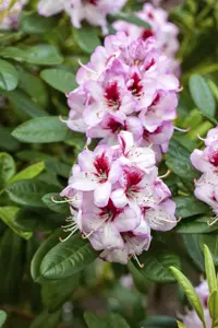 Rhododendron 'Cassata' - 30-40 CM C5 - image 3