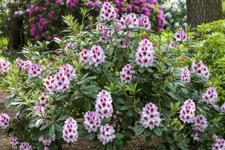 Rhododendron 'Cassata' - 30-40 CM C5 - image 2