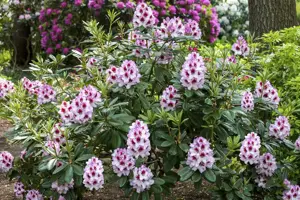 Rhododendron 'Cassata' - 30-40 CM C5 - image 2