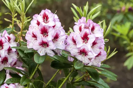 Rhododendron 'Cassata' - 30-40 CM C5 - image 4