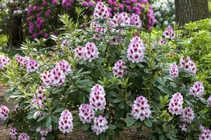 Rhododendron 'Cassata' - 60-70 CM C20 - image 2