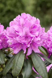 Rhododendron 'Catawb. Boursault' - 5 Ltr pot - image 4