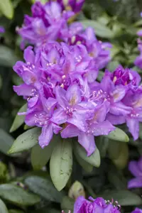 Rhododendron 'Catawb. Boursault' - 50-60 CM C7.5 - image 2