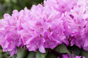 Rhododendron 'Catawb. Boursault' - 5 Ltr pot - image 3