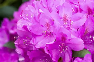 Rhododendron 'Catawb. Boursault' - 5 Ltr pot - image 5