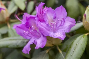 Rhododendron 'Catawb. Boursault' - 100-125 CM RB - image 1