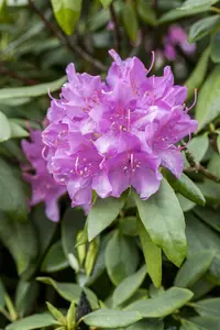 Rhododendron 'Catawb. Grandiflorum' - 90-110 CM C80 - image 5