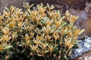 Rhododendron 'Catawb. Grandiflorum' - 7.5 Ltr pot - image 4