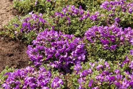 Rhododendron 'Catawb. Grandiflorum' - 7.5 Ltr pot - image 5