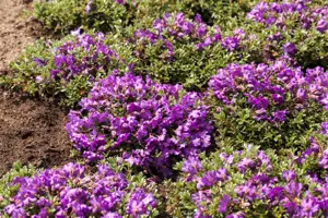 Rhododendron 'Catawb. Grandiflorum' - 7.5 Ltr pot - image 5