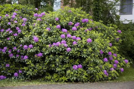 Rhododendron 'Catawb. Grandiflorum' - 90-110 CM C80 - image 1