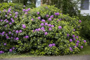 Rhododendron 'Catawb. Grandiflorum' - 90-110 CM C80 - image 5