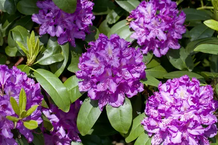 Rhododendron 'Catawb. Grandiflorum' - 90-110 CM C80 - image 2