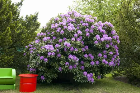 Rhododendron 'Catawb. Grandiflorum' - 90-110 CM C80 - image 3