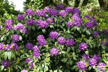Rhododendron 'Catawb. Grandiflorum' - 90-110 CM C80 - image 4