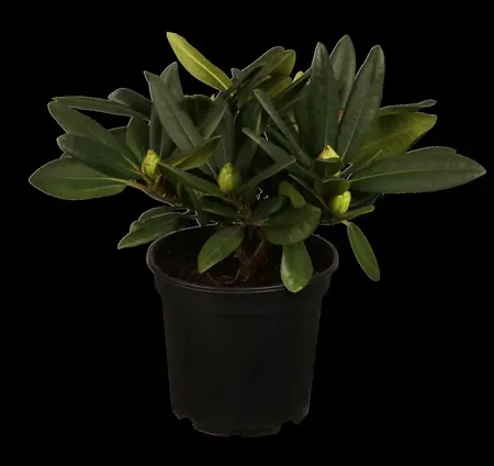 Rhododendron 'Catawb. Grandiflorum' - 7.5 Ltr pot - image 2