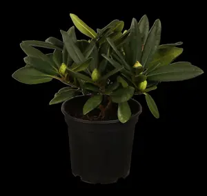 Rhododendron 'Catawb. Grandiflorum' - 7.5 Ltr pot - image 2