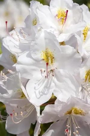 Rhododendron 'Catawbiense Album' - 5 Ltr pot - image 3