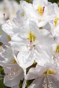 Rhododendron 'Catawbiense Album' - 5 Ltr pot - image 3