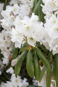 Rhododendron 'Catawbiense Album' - 5 Ltr pot - image 4
