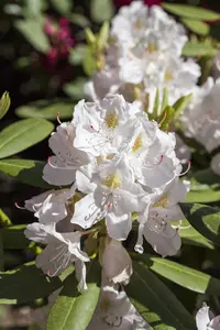 Rhododendron 'Catawbiense Album'