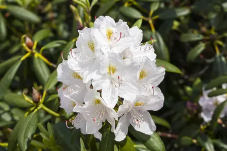 Rhododendron 'Catawbiense Album' - 5 Ltr pot - image 2