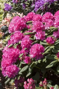 Rhododendron 'Catharina van Tol' - 50-60 CM C10 - image 5