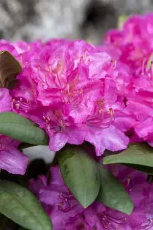 Rhododendron 'Catharina van Tol' - 50-60 CM C10 - image 4