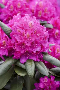 Rhododendron 'Catharina van Tol' - 50-60 CM C10 - image 5