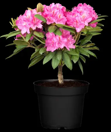 Rhododendron 'Catharina van Tol' - 50-60 CM C10 - image 3