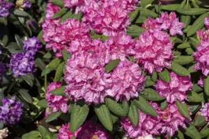 Rhododendron 'Catharina van Tol' - 50-60 CM C10 - image 2