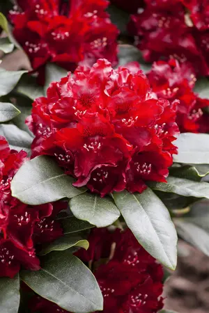 Rhododendron 'Cherry Kiss' - 30-40 CM C5 - image 2
