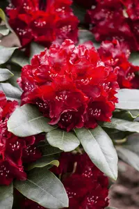 Rhododendron 'Cherry Kiss' - 50-60 CM C10 - image 2