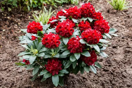 Rhododendron 'Cherry Kiss' - 30-40 CM C5 - image 1