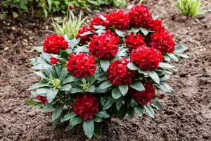 Rhododendron 'Cherry Kiss'