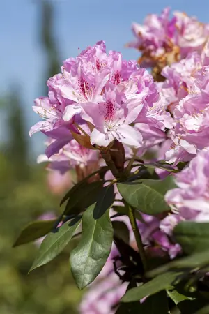 Rhododendron 'Christmas Cheer' - 5 Ltr pot - image 2