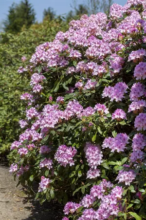 Rhododendron 'Christmas Cheer' - 5 Ltr pot - image 3
