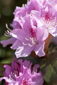 Rhododendron 'Christmas Cheer'
